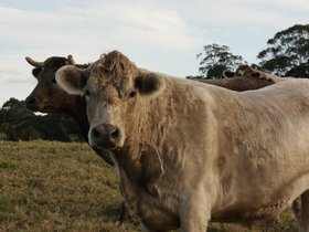 2011-07-02-441 Sweetie and Milo (c) Jason Grossman.jpg